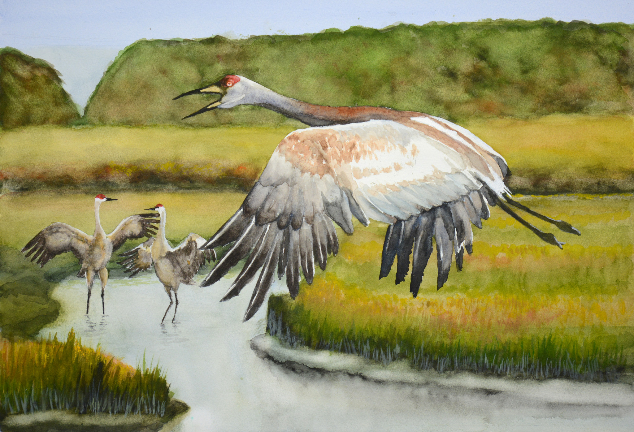 Sandhill Cranes by Stanley Sternberg in Louisville, Kentucky