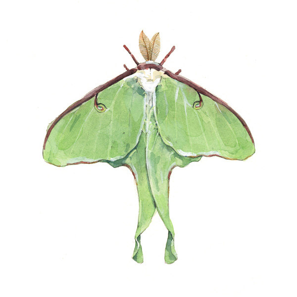 Luna Moth by David Scheirer in Washington, D.C.