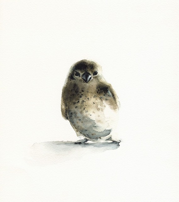 Tiny bird by Amber Alexander in Vermont.