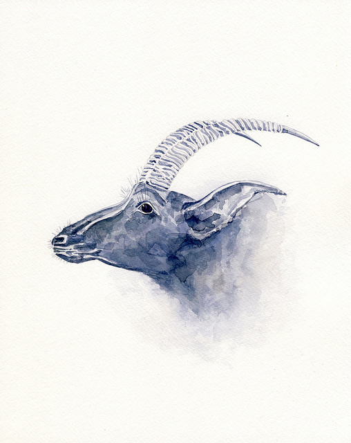 Goat by Arvydas Baltinas in Lithuania