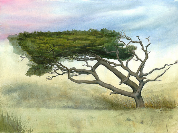 Luke’s Tree by Anthony Billings in North Carolina