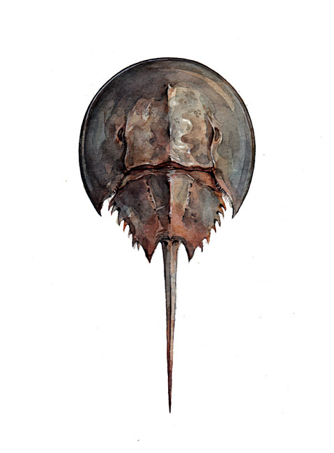 Horseshoe Crab by David Scheirer in Washington, D.C.