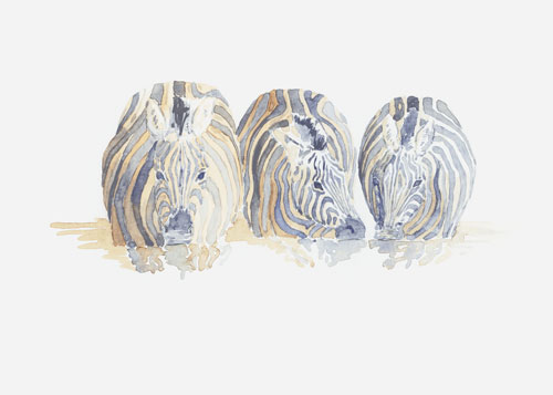 Zebra Drinking by Alison Nicholls in Port Chester, New York