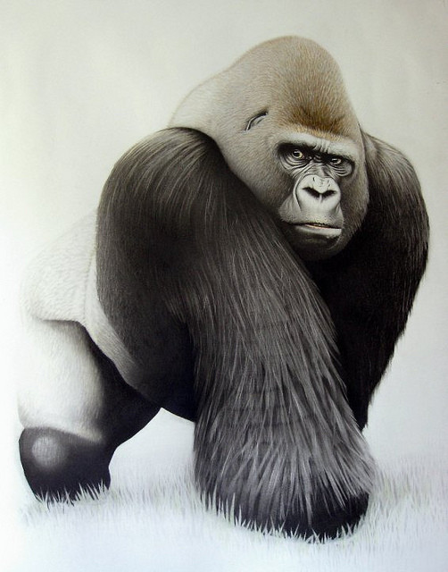 Gorilla by Russell Dempster in Glasgow, Scotland