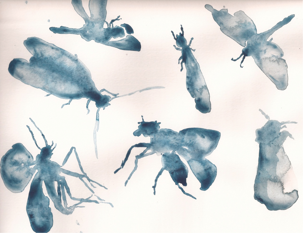 Bugs by Stephanie Ullegue in Oahu, Hawaii