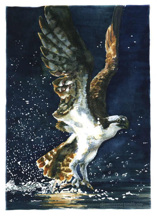 Hawk by Elsa “Immy” saurus in California