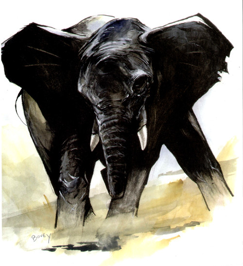 Elephant by David Bovey in Washington, D.C.