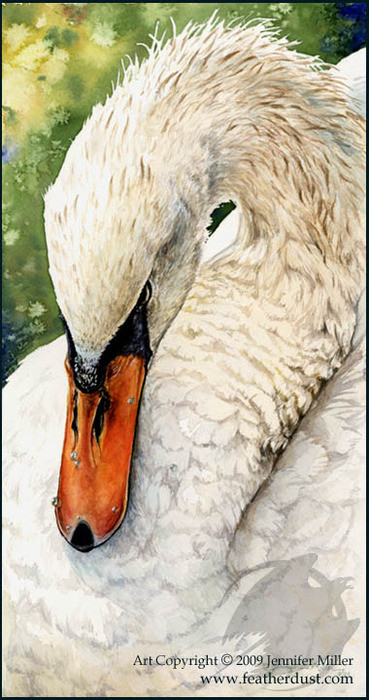 Swan Repose by Jennifer Miller.